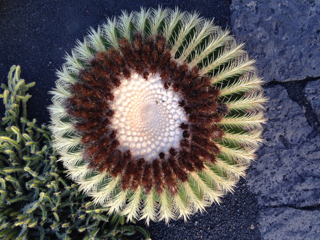 Jardin de Cactus